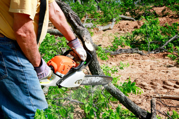 How Our Tree Care Process Works  in  College Station, TX